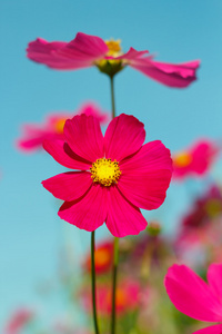 波斯菊花海与彩色滤光片的天空