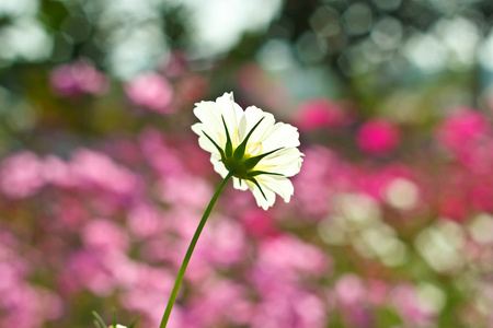 波斯菊花海花花园