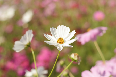 波斯菊花海花花园图片