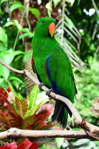 Eclectus 鹦鹉栖息在其环境中的树枝上。