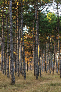 图片为日历松树林。秋天的松树林里的树干。秋林景观为明信片海报, 日历。在太阳的落日中, 冷杉树的树干