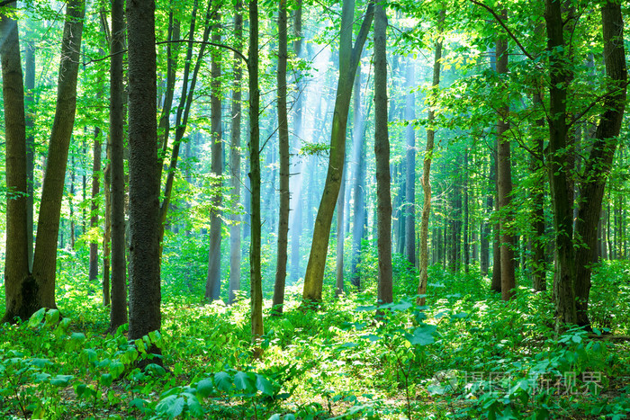 绿色森林