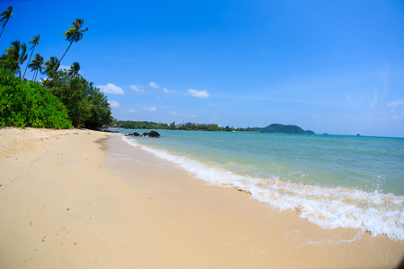 有棕榈树海滩全景