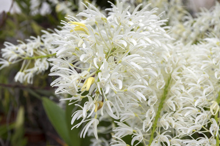 莲花石斛组小白花开花, 兰花花