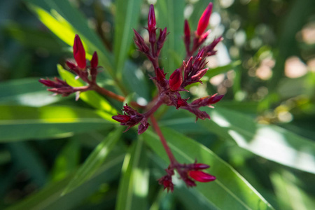 在一个绿色的花园里, 红夹竹桃夹竹桃花的花蕾。美丽的自然写真壁纸背景。没有人