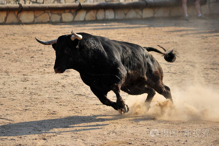 在西班牙的公牛跑在斗牛