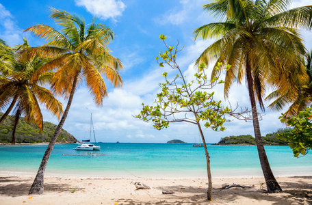 Mayreau 岛上的白沙棕榈树和绿松石加勒比海海水的田园风情热带海滩