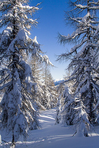 美丽的雪树