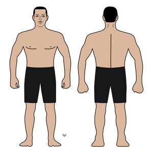 时尚人身体全长模板图剪影在短裤 前面, 后面看法, 向量例证被隔绝在白色背景上