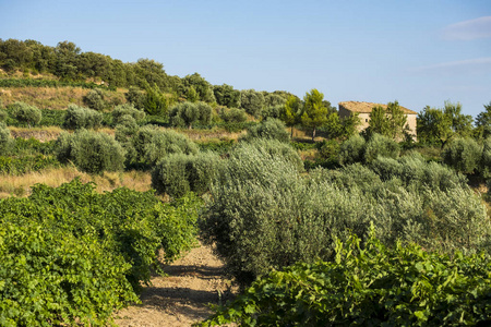 葡萄园在夏天在 Somontano 面额的酒区域在韦斯卡省西班牙阿拉贡欧洲