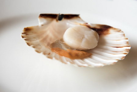 新鲜打开的扇贝图片