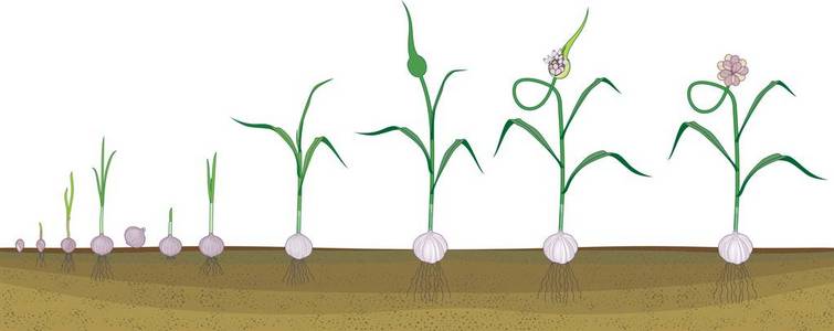 从珠芽到开花大蒜植株的连续生长阶段.植物斑块上的根系结构照片
