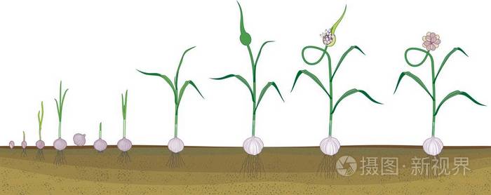 从珠芽到开花大蒜植株的连续生长阶段.植物斑块上的根系结构