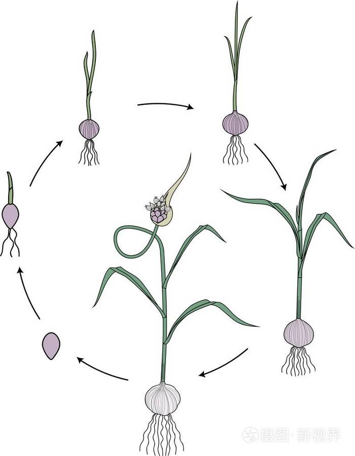 大蒜的生长过程怎么画图片