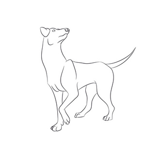 一个法国斗牛犬 狗的肖像 在背景上 矢量插画 正版商用图片0rmr0i 摄图新视界