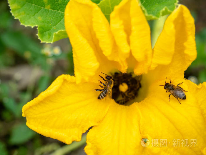 下水葫芦、苍耳、枇杷花三种植物，你吃过几种？