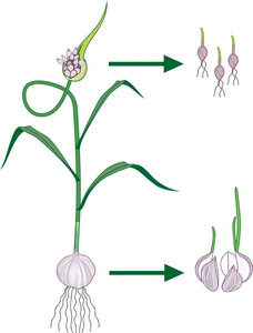 营养研究白底大蒜营养繁殖方案研究照片