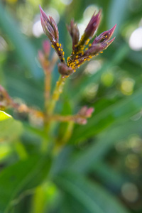 夹竹桃夹竹桃花芽与蚜虫