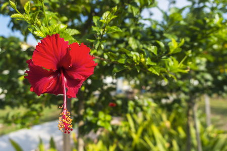 芙蓉花图片