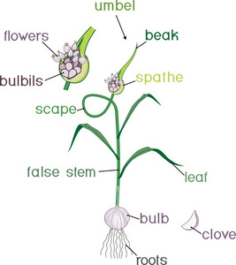 大蒜植物的部分。植物的形态与标题