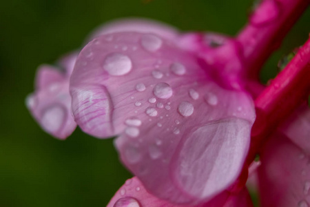 粉红色的花特写镜头水滴