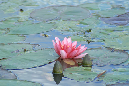 水莉莉