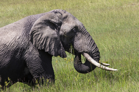 巨大的非洲大象公牛在坦扎塔兰吉雷国家公园