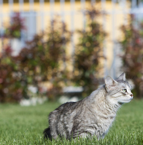 可爱的长毛猫的牲畜在一个花园里, 西伯利亚纯种宠物