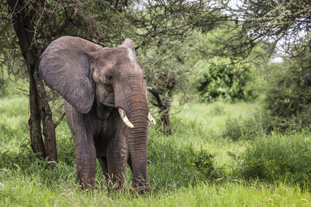 巨大的非洲大象公牛在坦扎塔兰吉雷国家公园