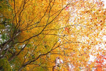 秋天的彩色的树木飞驒民俗村高山日本