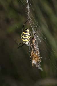 Argiope Bruennichi, 危险的蜘蛛, 网络中的食物