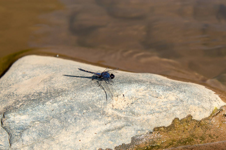 在小溪岩石上的蓝蜻蜓