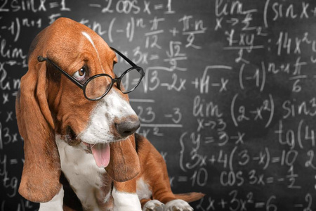 数学狗疯狂眼镜学术动物黑板图片