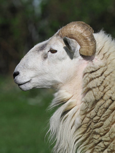 锤头部大公羊的头部拍摄照片