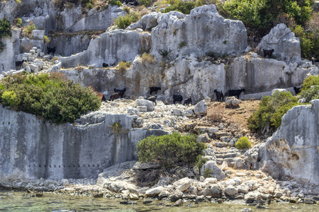 小黑山羊乞讨在地中海附近的历史时利西亚遗址上