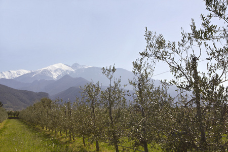 在春天的阳光牛山 canigou