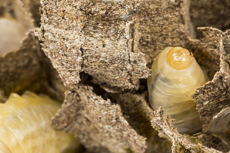 关闭亚洲黄蜂黄蜂巢蜂窝昆虫宏与幼虫幼虫活着和死亡.