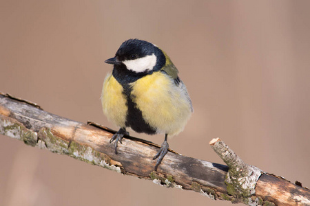 大山雀 Parus 少校 坐非常接近在一个分支与残破的树皮