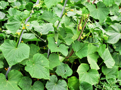 青黄瓜灌木叶茎花在花园里