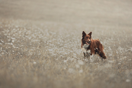 在一块草地上的红色边境牧羊犬