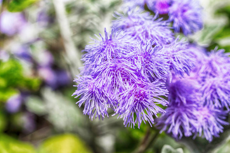 紫色花藿香的宏观照片