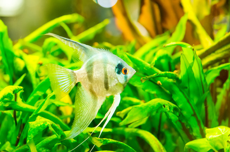 美丽的绿色种植热带淡水水族馆