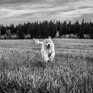 Tatra 牧羊犬走在户外。黑白照片