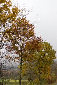 雾蒙蒙的秋树和树叶在德国南部的乡村与绿色的草坪和伊尼丹夏季的颜色附近的慕尼黑和斯图加特城市