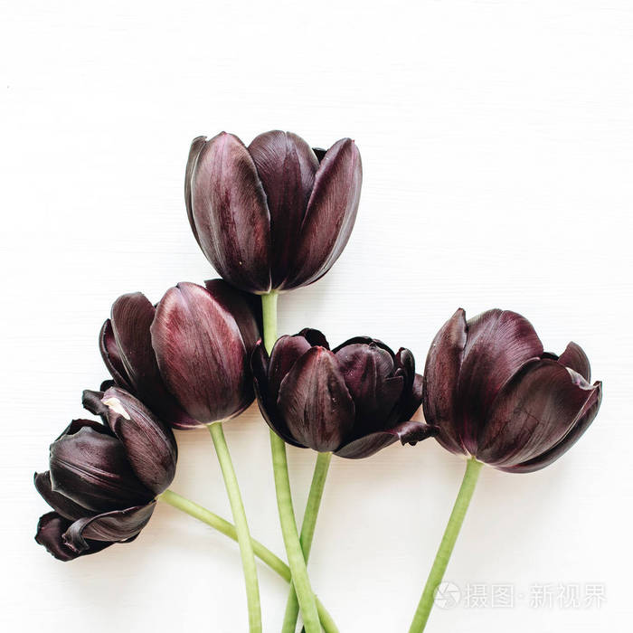 黑色郁金香花花束在白色背景被隔绝平躺顶部视图