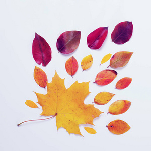 秋天的边框。充满活力的红色和黄色树叶，在白色背景上的组成。平躺的顶视图时尚背景