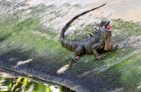 绿鬣蜥。Iguanidae 家族美国雨林哥斯达黎加