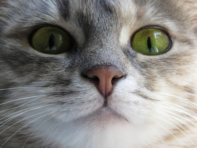 眼睛家养一只带美丽绿色眼睛的家养猫特写照片