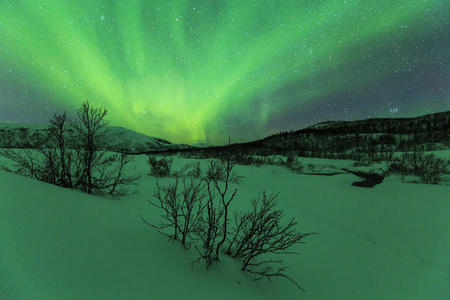 北极光北极光在夜里。有乔木和灌木前景上的北极多雪的冬季景观。天空是明确的是可见的星星