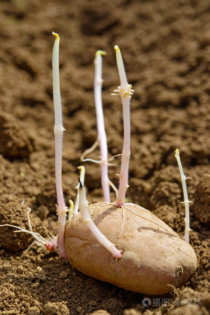 马铃薯与根